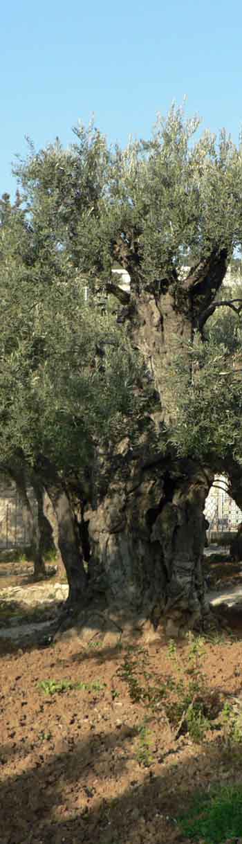 Gethsemani, le Jardin des oliviers ou encore 'le pressoir à huile' gethsemani